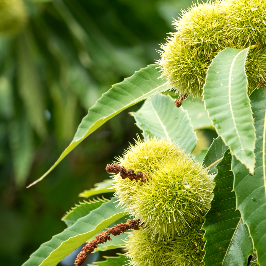Foto de árbol Castaño